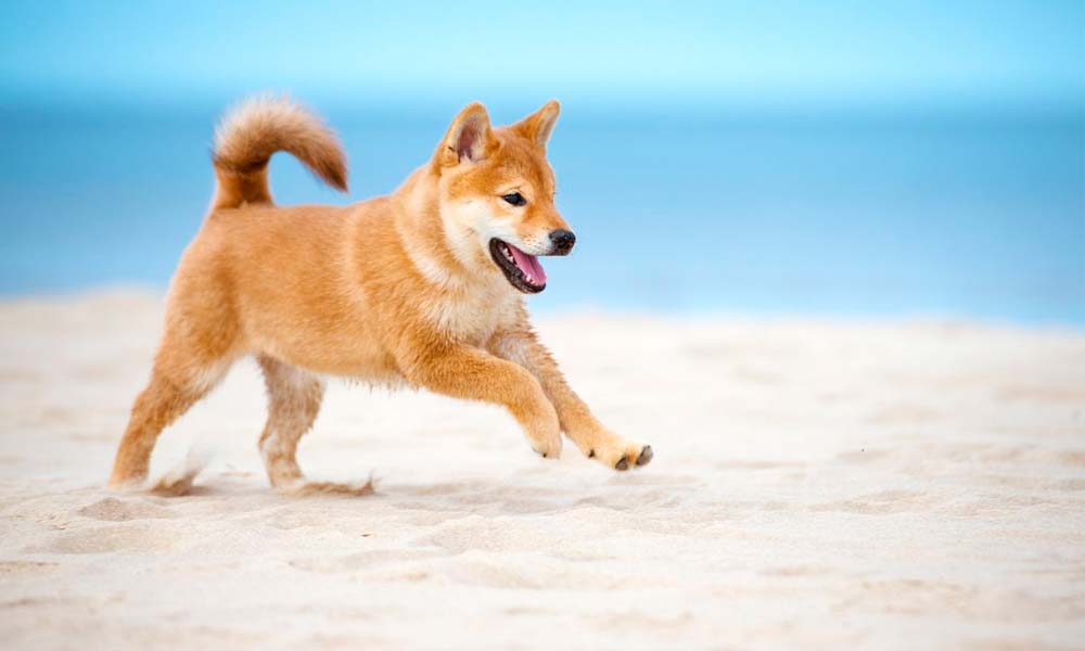 motion-og-shiba-inu.jpg?v=