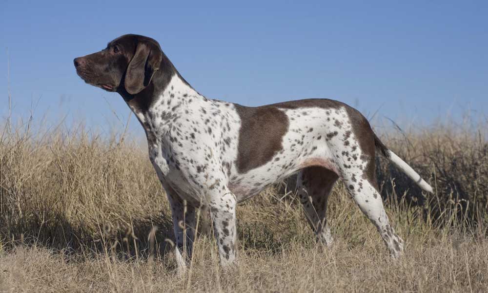 Learn all about the Old Danish Pointer Petlux.eu