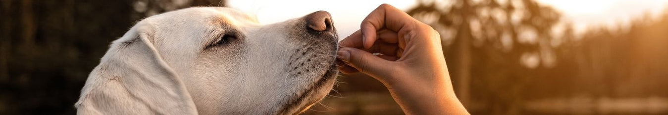 Low-fat dog treats