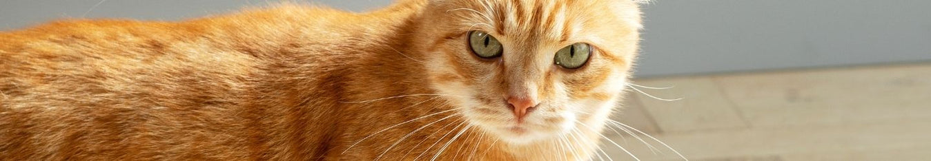 Cat shampoo