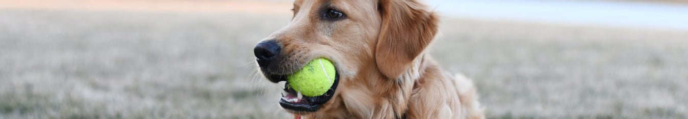 Rope toys for dogs