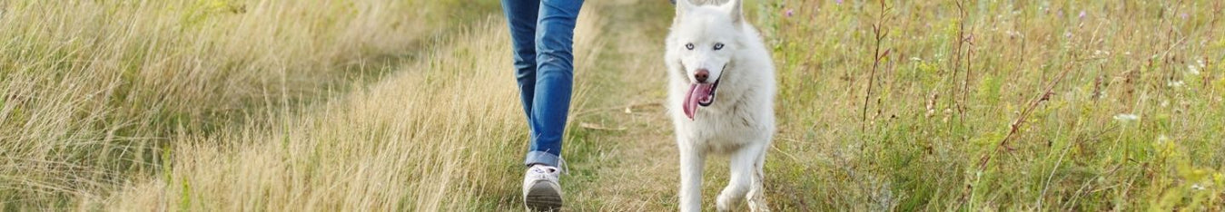 Dog leash