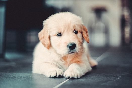 Golden Retriever puppy