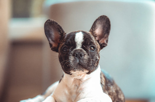 French Bulldog 