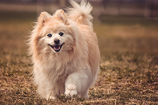 Pomeranian dog