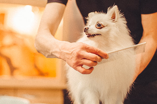 Dog having fur combed