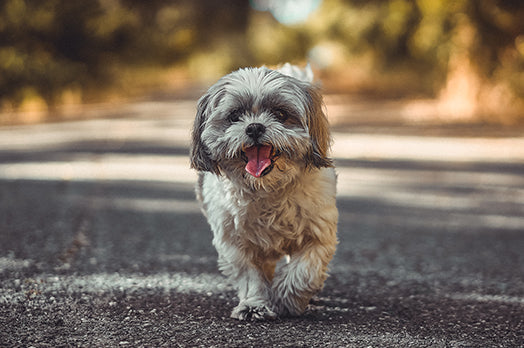 Shih Tzu dog