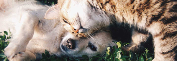 Cat and dog cuddling