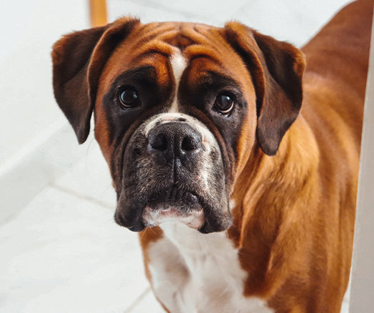 Boxers | What does a Boxer dog require? – Petlux.eu