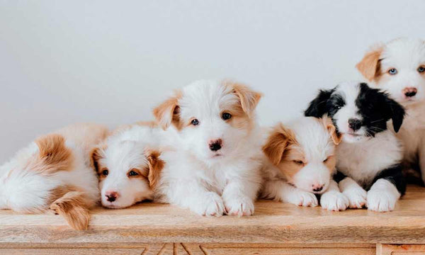 Cute puppies