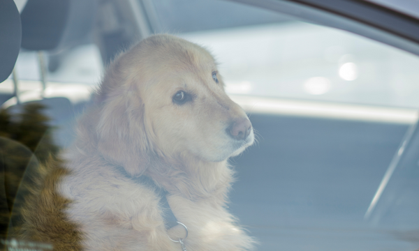 Dog sitting in car 