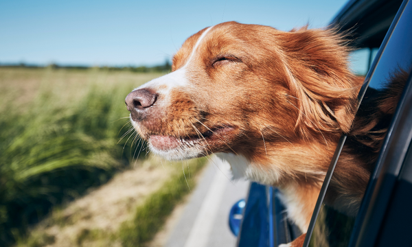 Dog enjoying a drive