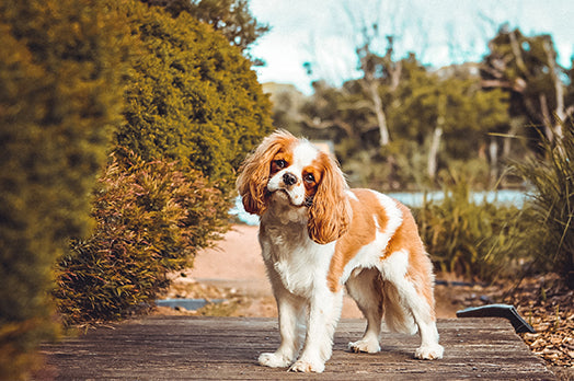 Cavalier King Charles Spaniel