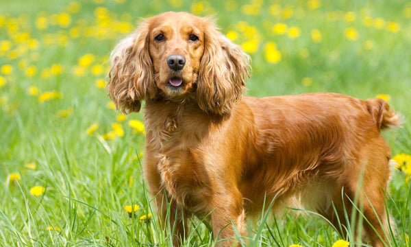 English Cocker Spaniel dog