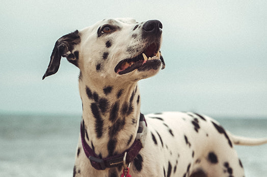 Dalmatian dog