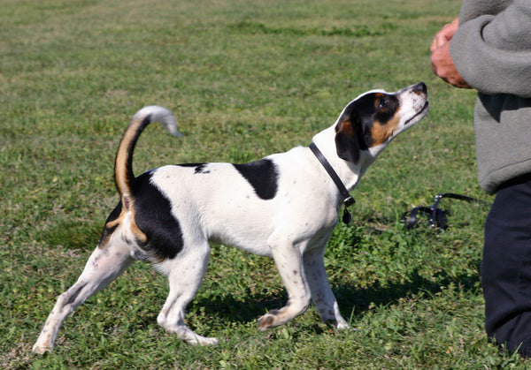 Danish-Swedish Farmdog