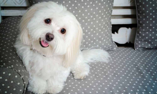 Coton du Tulear dog