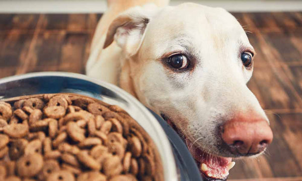 Dog with full food bowl