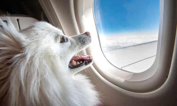 Dog enjoying flight in cabin