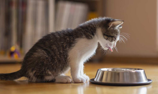 Kitten standing over a bowl of food