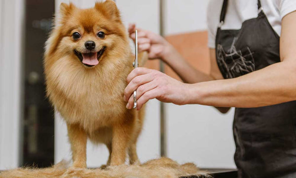 Cutting small dog's fur