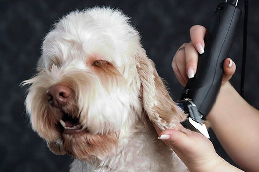 Dog having ear fur trimmed with clippers