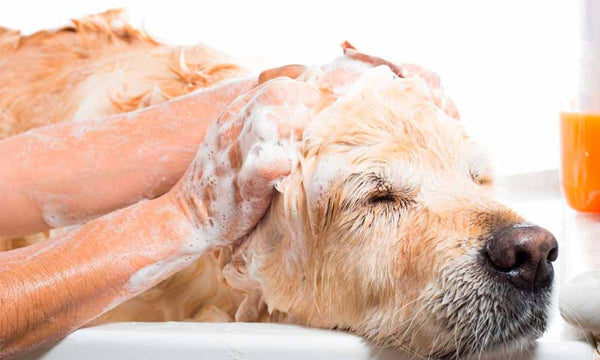 Bathing dog with shampoo