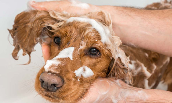 Dog covered in shampoo