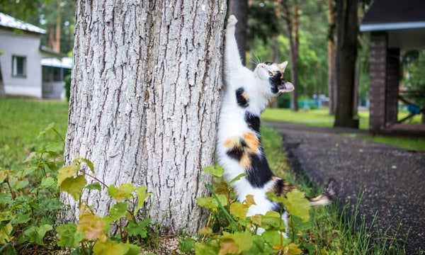 Cat clawing a tree
