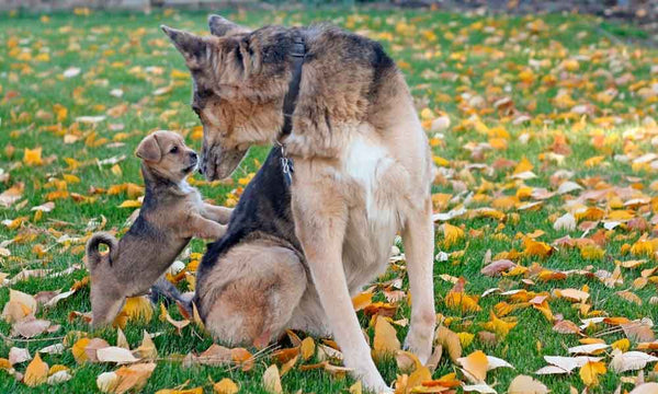 Adult dog with puppy