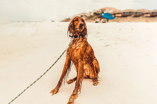 Irish Setter dog