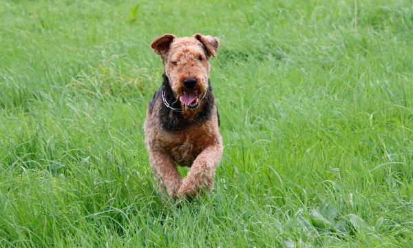 Airedale Terrier dog breed