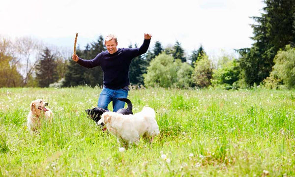 Owner with dogs playing in field