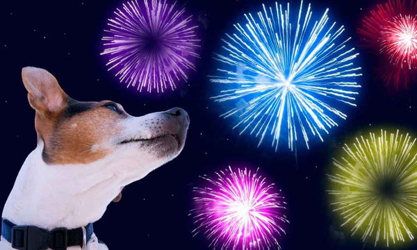 Dog facing fireworks