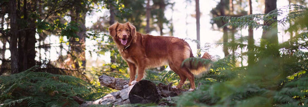 Dog enjoying the woods