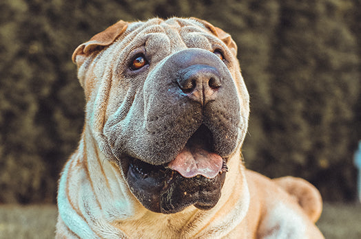 Shar Pei dog