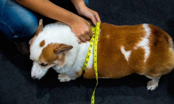 Measuring a dog with tape