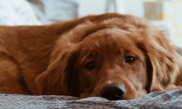 Dog lying down on bed