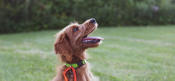 Happy dog with tongue out 