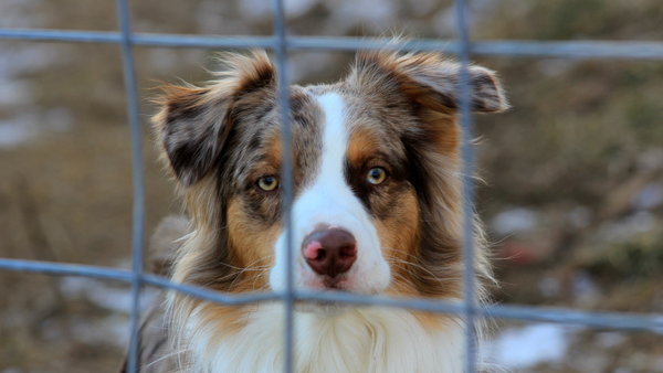 Dog in animal shelter