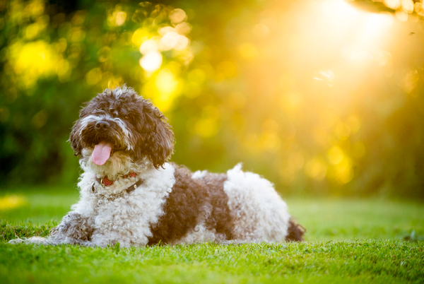 Caring for Your Dog in Summer: A Definitive Guide