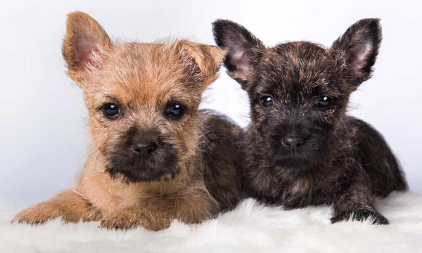 Border Terrier puppies