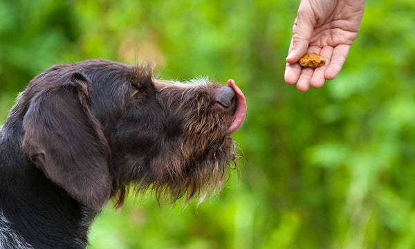 Dog patiently waiting for treat