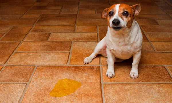 Dog accidentally pees on floor