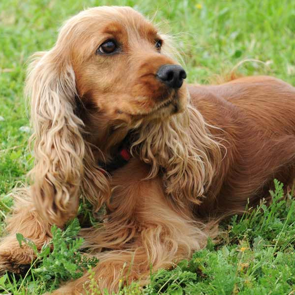 Working Cocker Tan Tan Cocker Spaniel Adult