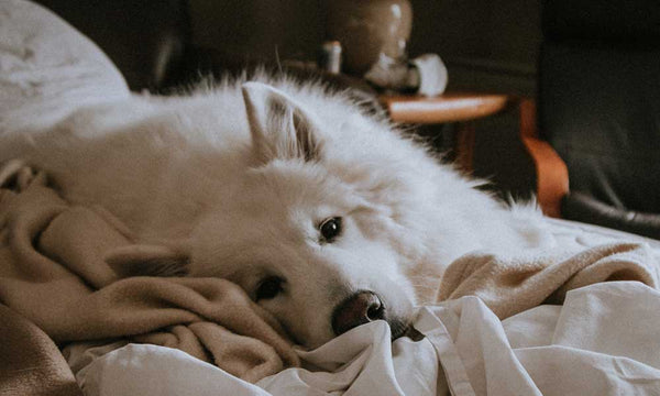 Dog lying on bed