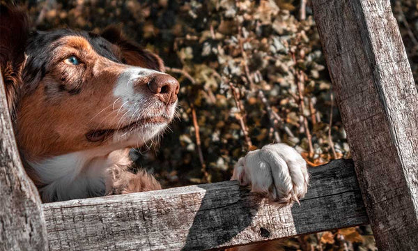 Dog's paw on fence