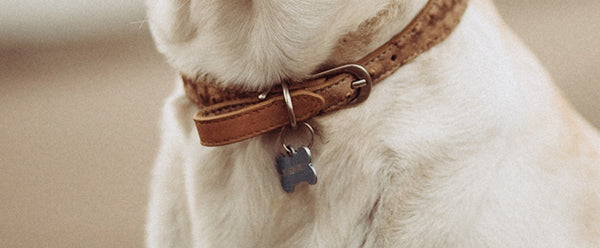 Dog collar with ID tag