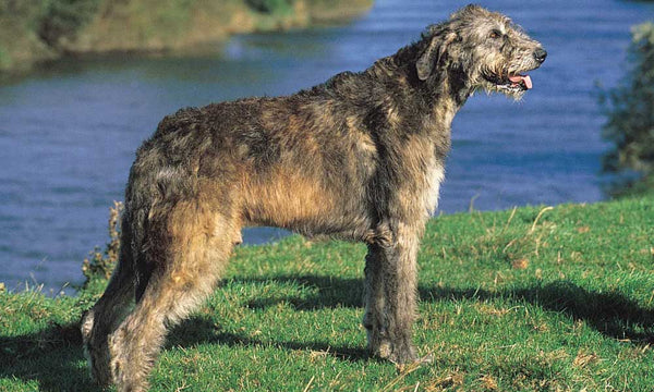Irish Wolfhound dog breed