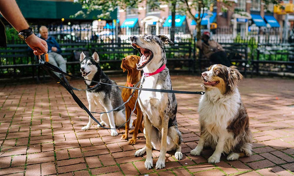 Various dogs on leashes